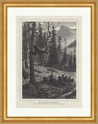 KunstdruckWaidmann 0066 The Witched Auerhahn Drawing Recknagel Mountain Forest Wood Framed