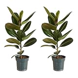 Bloomique - 2er Set - Ficus Elastica Robusta - Gummibaum - Zimmerpflanzen - Luftreinigend - Pflegeleicht - Höhe 50-60 cm - Topf 17 cm