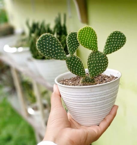 GREEN BHARAT Live Opuntia Ficus-Indica Cactus Plant (Nagfani) | Prickly Pear Edible Cactus with Pot | Low Maintenance Indoor & Outdoor Plant | Medicinal & Ornamental Desert Plant | Air Purifying-image-26