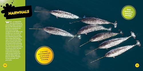 Weirdest Animals on the Planet - Image 4