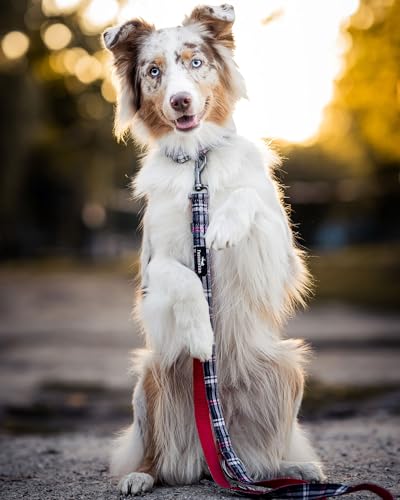 FREUDENTIER Hundehalsband mit Hundeleine 2m im Set - Hundeleine verstellbar - Edinburgh Kollektion - Hundehalsband große Hunde, Halsband Hund kleine & mittelgroße - Hund Halsband inkl. Geschenkbox
