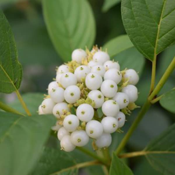 Cornejo 'Flaviramea' - Cornus sericea 'Flaviramea' -