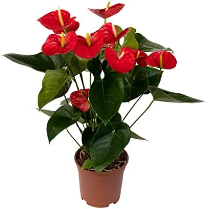 DECOALIVE Anthurium con Flores de Color Rojo Planta de Interior N...