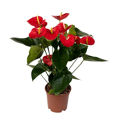 DECOALIVE Anthurium con Flores de Color Rojo Planta de Interior Natural