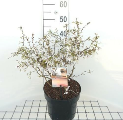 Prunus incisa 'Kojou-no-mai' - Prunus Incisa 'Kojo No Mai ' 50-60 cm en pot