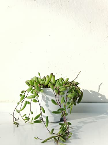 Image of Farm Storey String of Rubies, Othonna capensis, Live succulent plant, hanging succulent plant