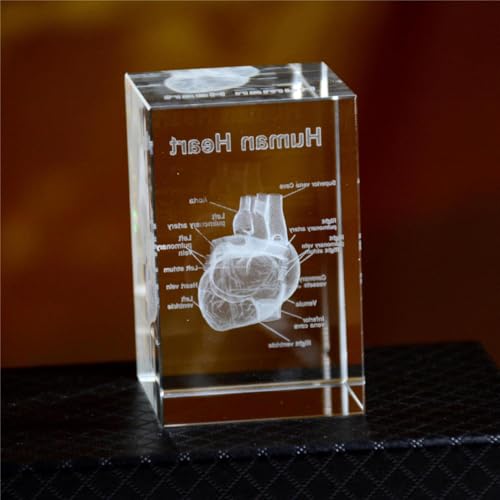 Image of Haobase 3D Crystal Anatomical Model Set, Heart Brain Teeth Skeleton Lungs, 2x2x3 inches, Medical Office Decor (Heart)