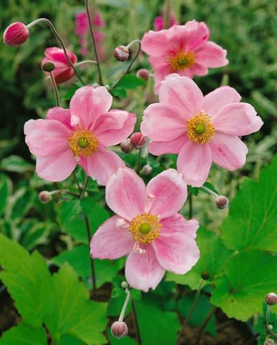 Anemone japonica 'Königin Charlotte' 9x9 cm Topf – Winterhart, Mehrjährig, Pflegeleicht – Herbst-Anemone – Staude für Beet & Rabatte