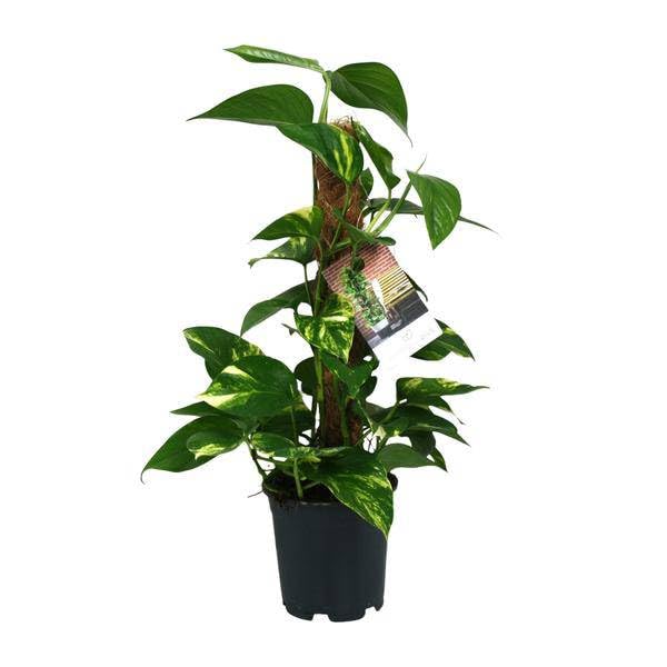 Efeutute Scindapsus Epipremnum Zimmerpflanze Ø15 cm 50 cm
