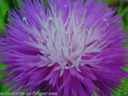PURPLE PASSION SPELL IMPERIALS SWEET SULTAN FLOWER SEEDS USA SHIPPED ITEM
