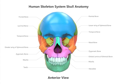 Image of Taanfu Body Educational Learning Posters - Skeleton System, Skull Art, Digestive System, Small Intestine, Villi Anatomy Wall Art