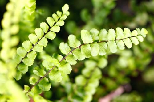 Fern Plant Pot, Maidenhair Fern Plant Live, 3.5 Inc Potted, Live Fern Plant, Fern Plant Live, Ready to Plant Fern Plant Pot, Maidenhair Fern Plant Live, 3.5 Inc Potted, Live Fern Plant, Fern Plant Live, Ready to Plant