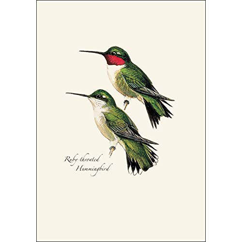 Image of Earth Sky + Water - Peterson's Hummingbird Notecard Set - 8 Blank Cards with Envelopes (4 each of 2 styles)