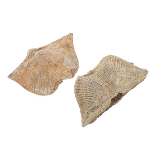 STOBAZA 2pcs Genuine Sea Shell Specimens Geology Study Educational Decor Paleontology Teaching Tool