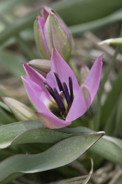 Amazon | はなみどり 原種系チューリップ オーケリアナ 球根 20球 植え