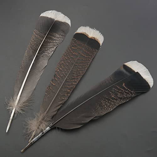 ZZHXSM Truthahn-Federn, natürliche Truthahnfedern, Kleidung, Hüte, Feiertagsdekoration, 25–30 cm, Truthahnfedern, 10 Stück