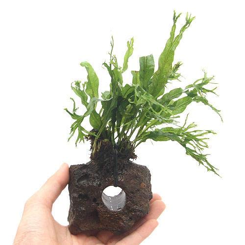 Amazon.co.jp: （水草）ミクロソリウム ウェンディロフ付 穴あき