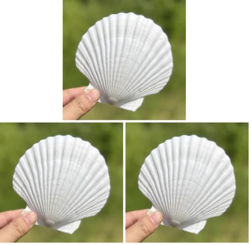 Image of SEAJIAYI 10 PCS Large Scallop Shells 4-5 inch Natural White Scallop Shells from Sea Beach for DIY Craft Decor (Pack of 3)