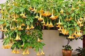 Dhatura flower plant, plant for datura flower (pack of 1) (B0CXMDBQ86) Amazon Price History, Amazon Price Tracker