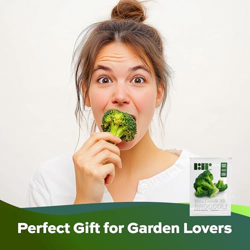 250 Broccoli Seeds for Planting Waltham 29 - Heirloom Non-GMO USA Grown - Broccoli Sprouts Microgreens Seeds