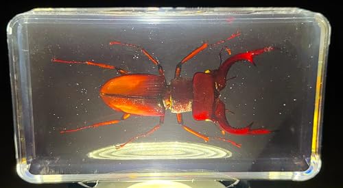 Image of 2.9 inch Real Stag Beetle Lucanus Fortunei Saunders Male in Crystal Clear Lucite Resin Specimen Preserved Insect Taxidermy Collection for Biology Science Education & Desk Ornament Display Supplies