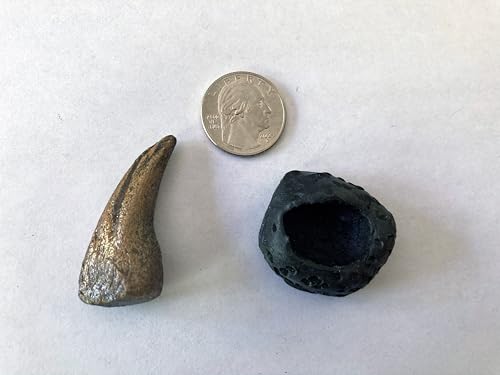 Image of Tyrannosaurus Rex Hand Claw Replica - Mounted on Black Base - Late Cretaceous Dinosaur Fossil Model