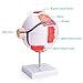 Human Eye Anatomy Model 6X Enlarged, Anatomical Eyeball Model with Removable Stand, Eye Model for Science Classroom Study Display Medical Education