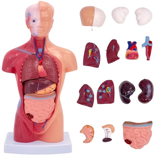 Image of 11 inch Human Body Model, 15 Pcs Removable Human Torso Anatomy Model for Student Study,Teaching Demonstration and Medical Education Display