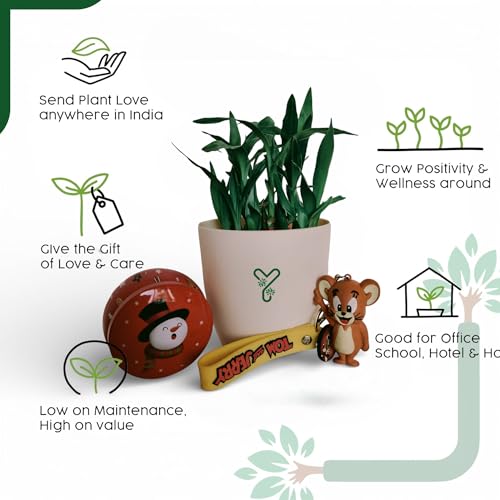 Image of Lucky Bamboo Live Indoor Plant - with Premium Glass /Acrylic Vase and White Rive | Low Maintenance Feng Shui & Vastu Good Luck Plant for Home and Office Decor (Retuen gift)
