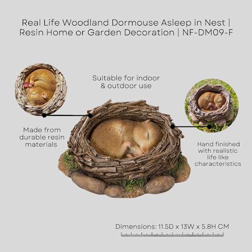 Vivid Arts Real Life Woodland Dormouse Asleep in Nest Resin Home Garden Lawn Decoration Ornament NF-DM09-F
