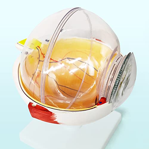Image of EVOTECH SCIENTIFIC Human Eye Anatomy Model, 6 Parts 6X Enlarged Eyeball Anatomical Model Shows Optic Nerves Cornea Iris Lens and Vitreous Body with Removable Stand for Medical Classroom Teaching Study