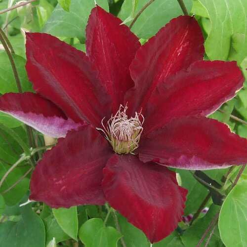 100pcs Clematis Flower Seeds Fast Growing Suitable for Indoor & Outdoor Gardens Marron