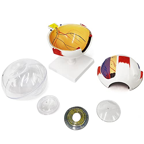 Image of EVOTECH SCIENTIFIC Human Eye Anatomy Model, 6 Parts 6X Enlarged Eyeball Anatomical Model Shows Optic Nerves Cornea Iris Lens and Vitreous Body with Removable Stand for Medical Classroom Teaching Study