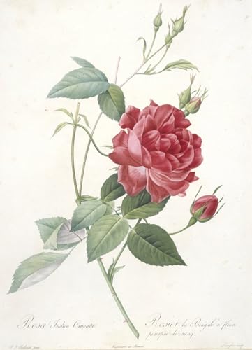 Affiche Rosa Indica Cruenta sur toile le cadeau d'art idéal pour passionnés de botanique
