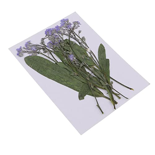 12 flores secas prensadas natural para manualidades