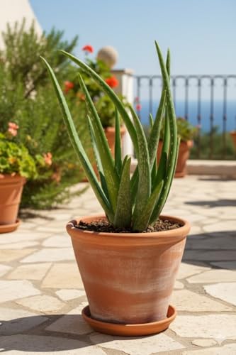 Echte Aloe Vera medizinisch im 12er Topf (1)