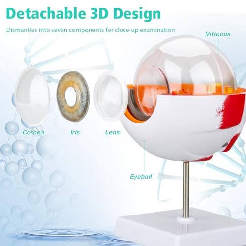 Gevvnss Augenanatomie-Modell, 6-fach vergrößertes Augapfel-Modell, menschliches Auge-Modell mit abnehmbarer Basis, für Anatomiestudium, Unterricht