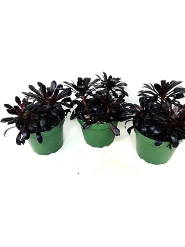 3Pack Black Rose Aeonium Plants -Succulent Live Plants #TOP1