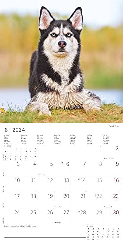 Hunde 2024 - Broschürenkalender 30x30 cm (30x60 geöffnet) - Kalender mit Platz für Notizen - Dogs - Bildkalender - Wandkalender - Hundekalender