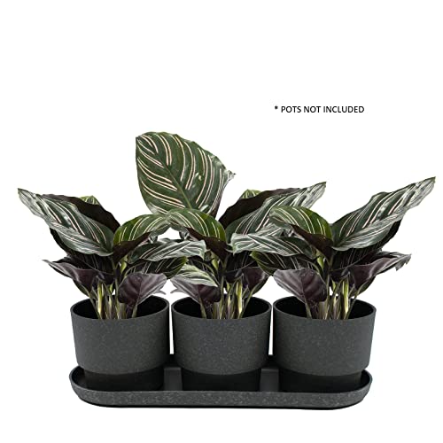 The Hc Companies SSS15000G28C016LRDJX 15 Inch Oval Sprite Pot Plant Saucer thumb #2