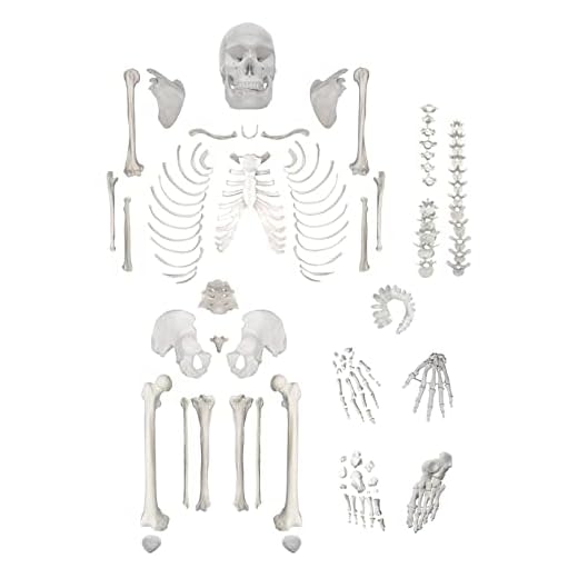 Disarticulated Human Skeleton, Full, Medical Quality, Life Sized (62" Model Height) - 23 Intervertebral Discs, 3 Part Skull with Movable Jaw, Left Hand and Foot Jointed - hBARSCI