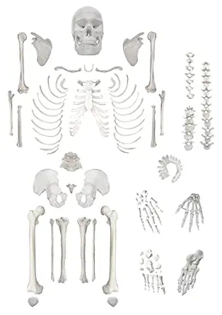 Disarticulated Human Skeleton, Full, Medical Quality, Life Sized (62