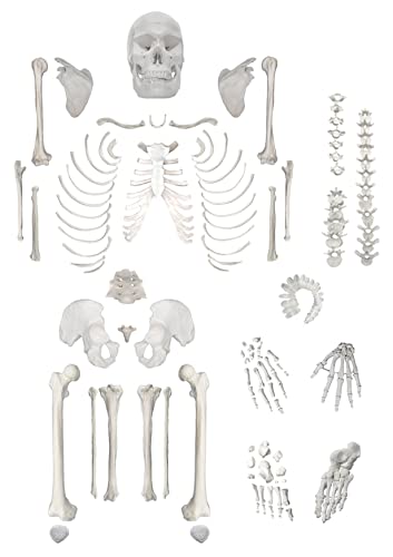hBARSCI Disarticulated Skeleton