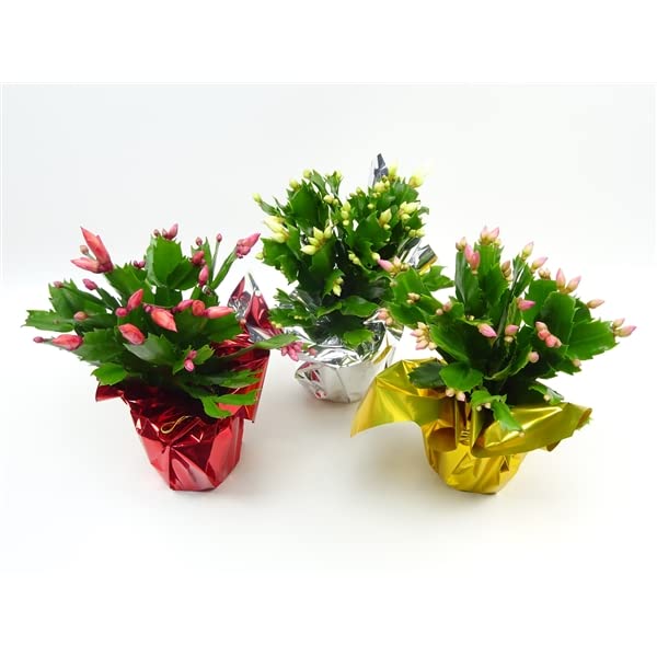 3 x Mix Colour Christmas Cactus Plants, Schlumbergera in 9cm pots