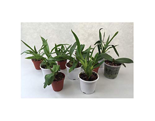 10x Seedlings Spar-Paket- Orchid Plant Seedlings OW94