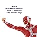 Teaching Model Tools,Human Muscle Anatomy Model 20In Mini Human Muscle Figure Human Anatomy Muscle Model Muscular System Model 3D Figurine Statue Muscle Skeleton Model