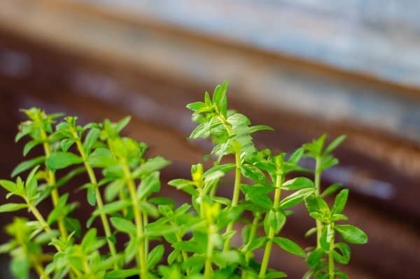 Maalavya Live Aquarium Aquatic Plant (Limnophila Aromatica Green) 8 to 10 Stems with Pot (Pack of 2) (B09XKJTYG7) Amazon Price History, Amazon Price Tracker