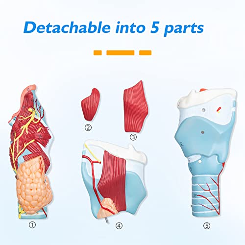 Image of Larynx Model - 2X Enlarged Human Throat Model Scientific Anatomy Model of Larynx Pharynx Model for Studying and Teaching