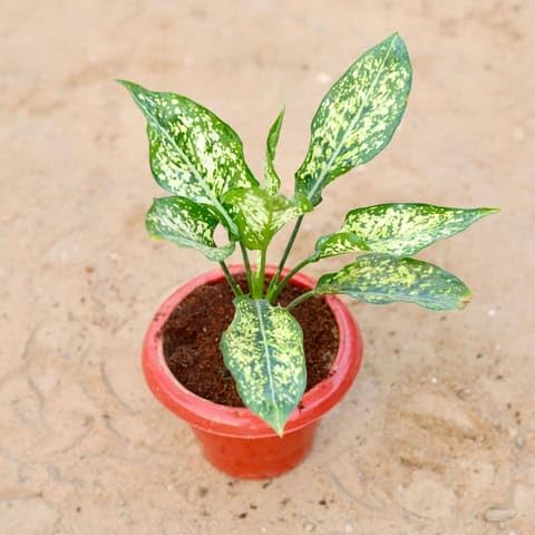 Best Nursery Aglaonema snow white in 8 Inch Plant Classy Red Plastic Pot-image-13
