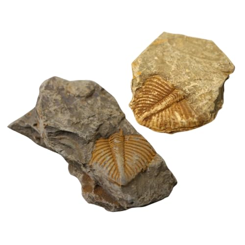 BUGUUYO Real Trilobite Specimens 2pcs Trilobite Sample for Teaching Classroom Dec